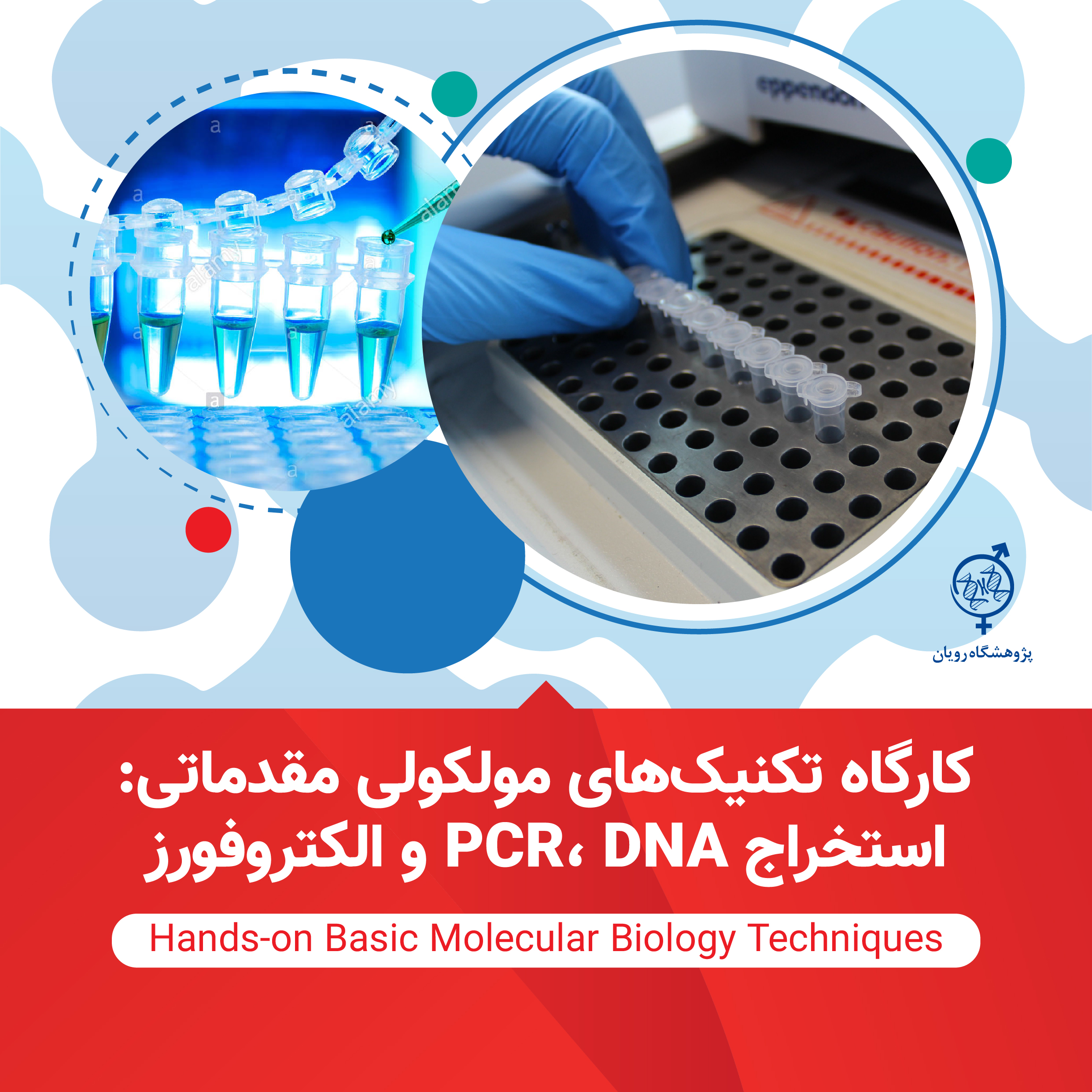 كارگاه  PCR ، استخراج DNA و ژل الكتروفورز 